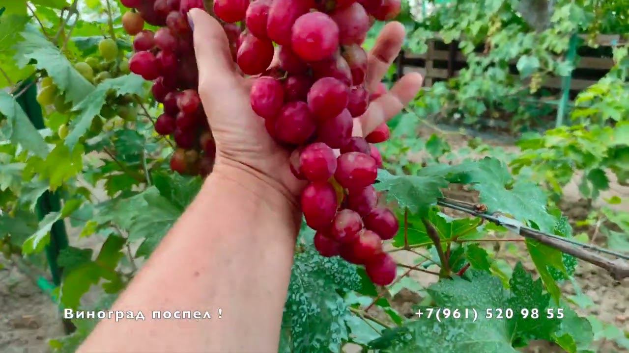 Виноград Дынька Писанка О М смотреть онлайн