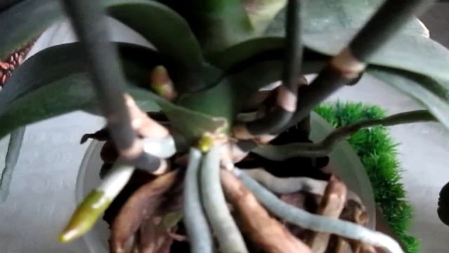 Какие фаленопсисы собрались цвести // Супер удобрение для орхидей и любых комнатных цветов смотреть онлайн