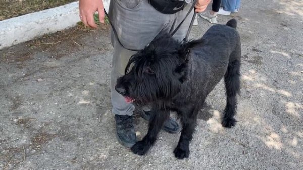 Выставка собак. Тараз 2023 год. Ризеншнауцер