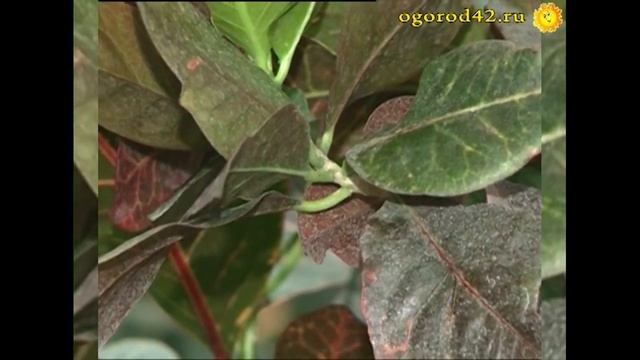 Разнообразные и красивые кротоны! смотреть онлайн