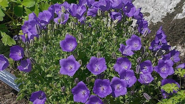 Какие цветы нужно сеять на рассаду в январе. Колокольчик карпатский. смотреть онлайн