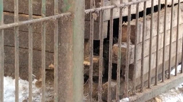 Дикуша вышел на разведку смотреть онлайн