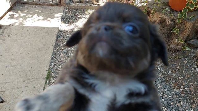 продажа чихуахуа Шарм Купидонович питомник Кастропуло Крым +79787458062 viber WhatsApp telegram смотреть онлайн