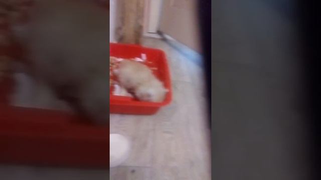 Маленькие жизненные забавы. Котенок пошел в туалет и уснул)) смотреть онлайн