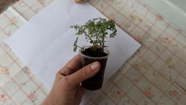 Сюрпризы из жизни ахименесов. Случайные прорастания смотреть онлайн