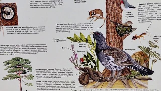 Путешествие в Керженский заповедник.Энергетический лес. Как разливается Керженец в середине апреля. смотреть онлайн