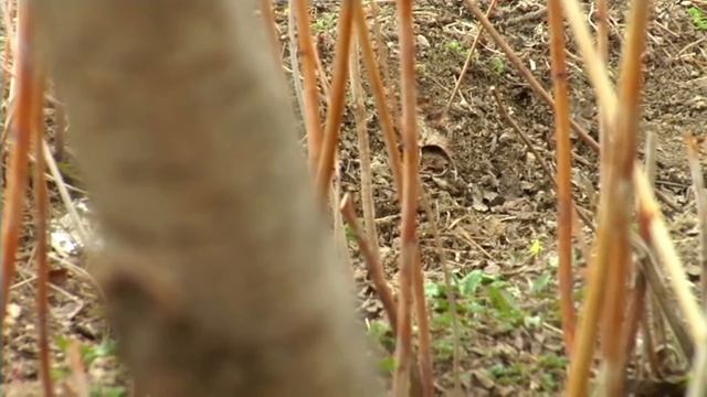 PANASONIC AG-HVX200 FULL HD смотреть онлайн