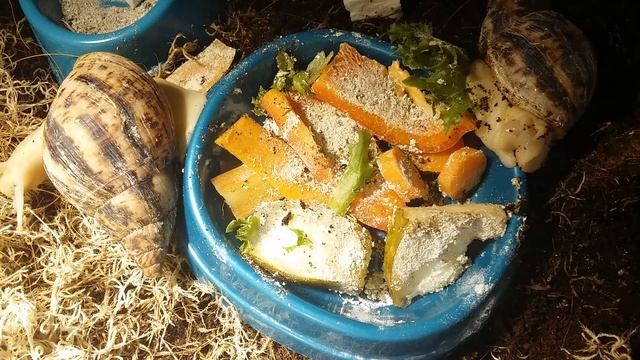 Питание улитки ахатин Polina and snails смотреть онлайн