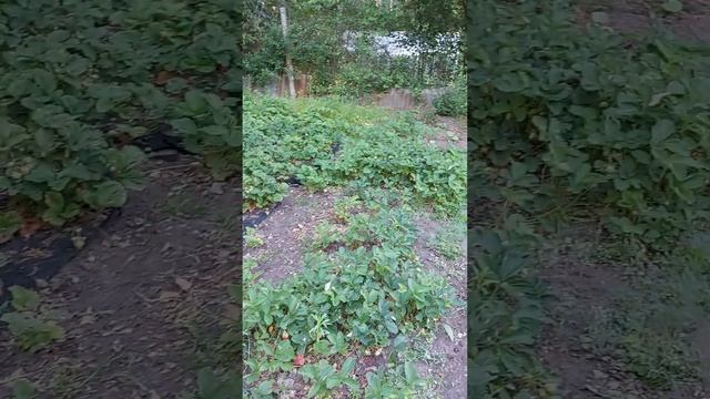 Собираем землянику #дача #огород #клубника #земляника #рек #топ #семья #дочка смотреть онлайн