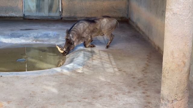 Emirates Park Zoo || Abu Dhabi Zoo || Best Zoo in UAE! смотреть онлайн