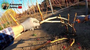 Обрезка и формировка технических сортов винограда