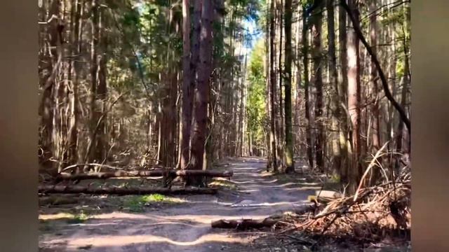 Прогулка в лесу смотреть онлайн