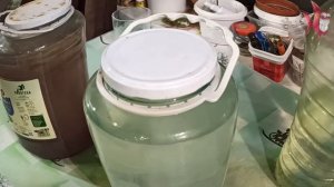 Разведение инфузории. Лучший способ.