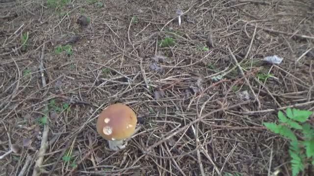 Белые грибы в сказочном лесу, , а подосиновиков -косой коси.