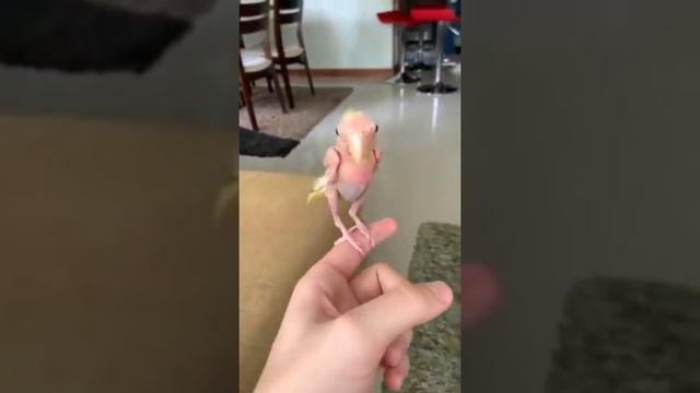 Лысый Попугай HD смотреть онлайн