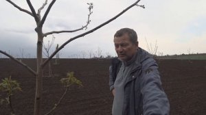Как цветет грецкий орех. Тычиночные цветки. Прирост ореха «Песчанский»