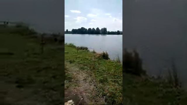 Машкино Рыбалка - карпы не дают покоя ! смотреть онлайн