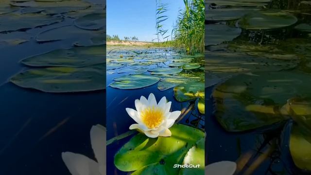 ВОТ ЭТО ЧУДО! ДАВАЙТЕ ВМЕСТЕ РАДОВАТЬСЯ ЖИЗНИ!