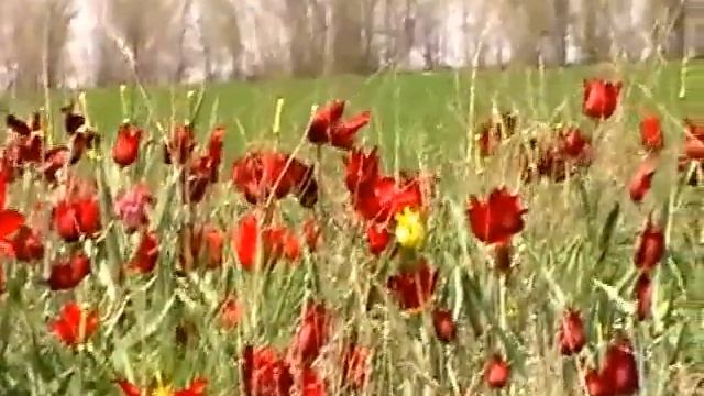 СТЕПЬ Тюльпаны Лозное STEPPE Tulips смотреть онлайн