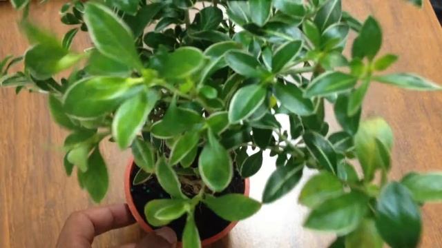 BONSAI Variegated Serissa