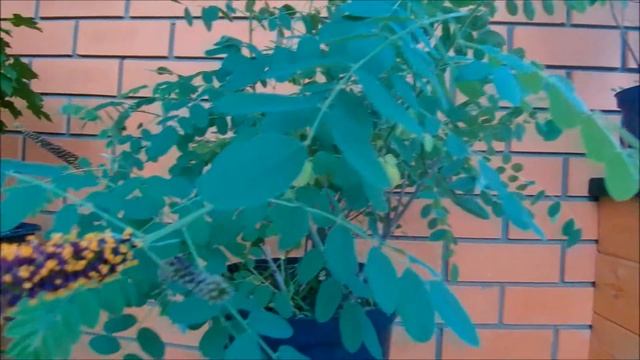 Амо́рфа куста́рниковая лат Amórpha fruticósa 2021 год весна смотреть онлайн