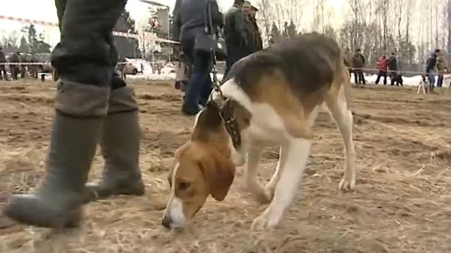 Традиционная выставка охотничьих собак смотреть онлайн