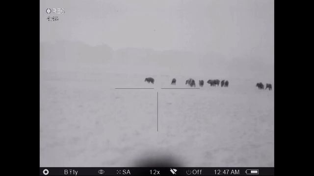 10 Pigs Down with the Pulsar Helion XP28 & Trail XP38 6-18-17 смотреть онлайн