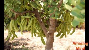 Почему Драгоценные камни меряют в КАРАТАХ? Карат - это СКОЛЬКО?