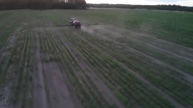 Участки гибридизации. Подсолнечник Ново-Алье устойчивый к Евро-лайтинг смотреть онлайн