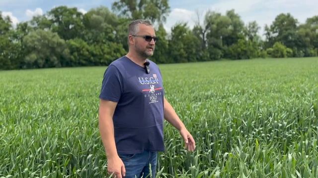 Внесение азотных удобрений на озимой пшенице | Сравнение технологии CULTAN и разбрасывания смотреть онлайн