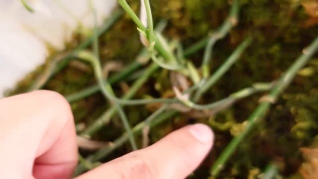 How To Propagate Node Houseplants EASY From Start to Finish! смотреть онлайн