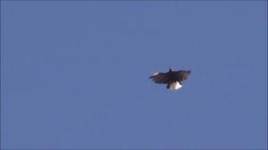 Серпасто-выворотные голуби! Сердюк В.А.