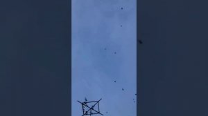 САМАРКАНДСКИЕ БОЙНЫЕ ГОЛУБИ ЧАСТЬ 3