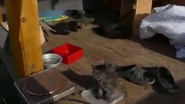 Котята в добрые руки смотреть онлайн
