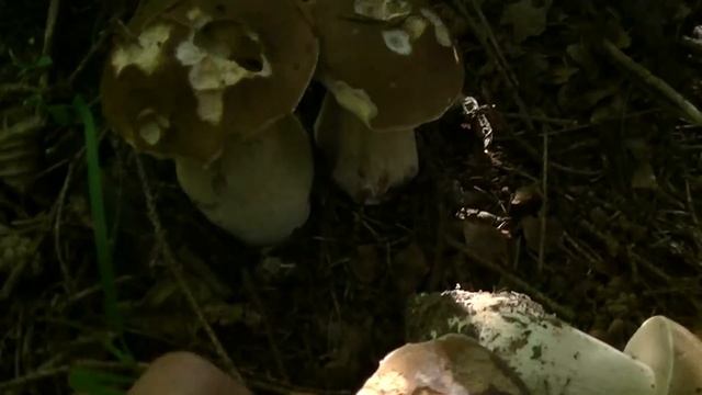 БЕЛЫЕ ГРИБЫ, не успеваю собирать с этой поляны. смотреть онлайн