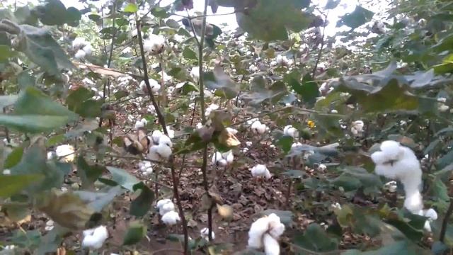 பருத்தி பயிரில் ( Gossypium  The Cotton Genus)