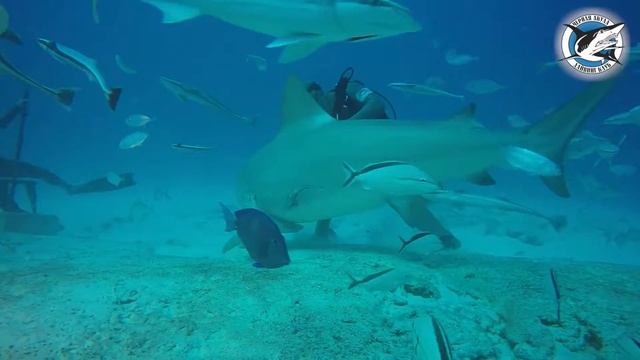 Кормление бычьих акул. Мексика 2019. #SaveSharks смотреть онлайн