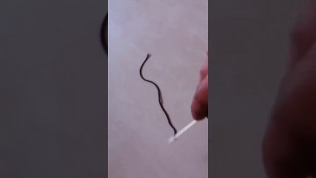 Small earthworm like baby snake in my house - World's smallest snake in house смотреть онлайн