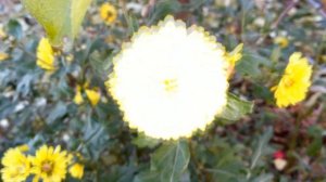 Цветение хризантем | Blooming chrysanthemums