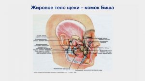 Топографическая анатомия мозгового и лицевого отдела головы. Часть 2