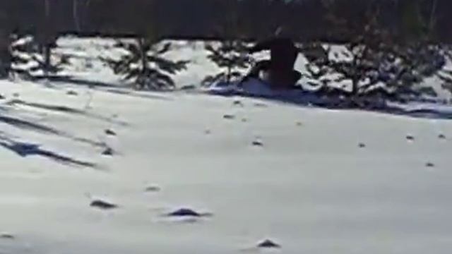 Снегоход-палочник1 из Красного Гуляя