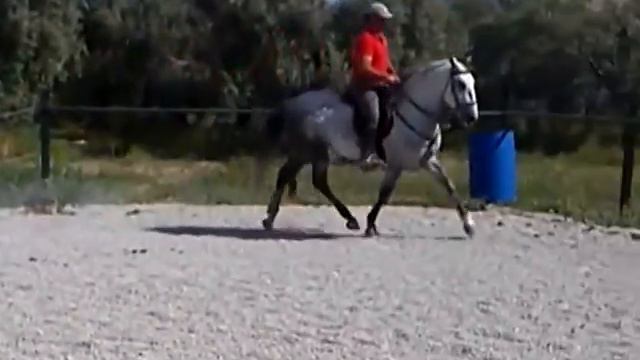 Valentin. Lusitano high school stallion. смотреть онлайн