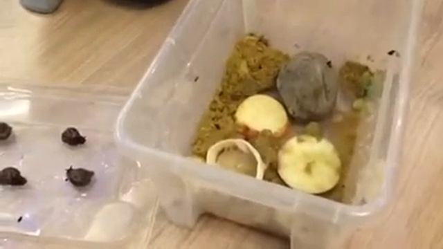 Берта начала разводить улиток смотреть онлайн