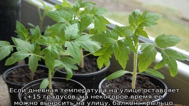 Рассада томатов бледная и тонкая — что делать.