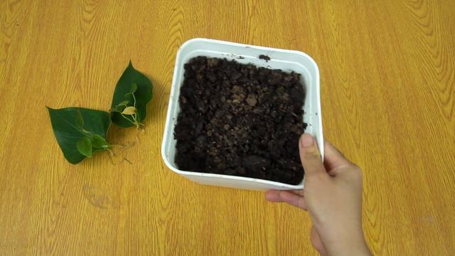 How to grow anthurium with leaves | anthurium plant care смотреть онлайн