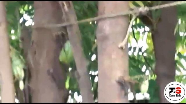 Bilimbi And Gooseberry ( Chadura Nellikka) Plantation At Home смотреть онлайн