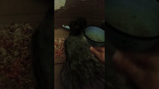 можно это видео показать родителям смотреть онлайн