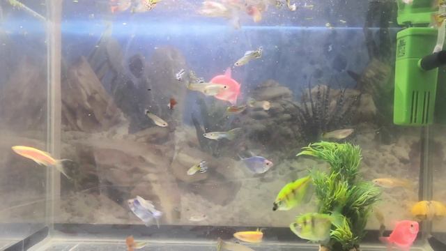 Аквариумные рыбки данио, гуппи и тернеции    релакс балдею