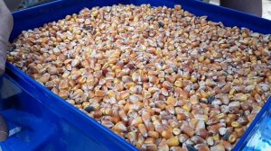 Зернодробилка Циклон