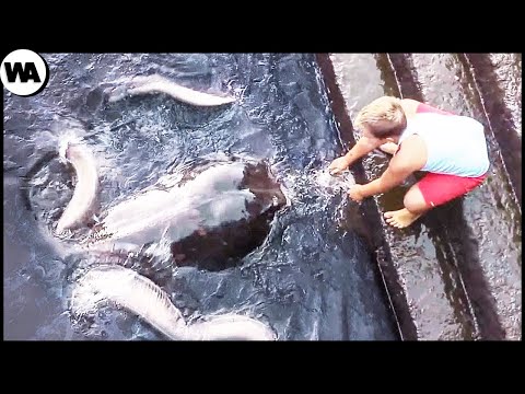 ▶️ Опасные животные которые могут быть дружелюбными